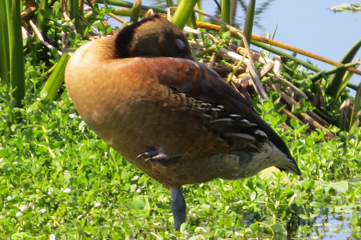 Fulvous Whistling-Duck - ML39389181