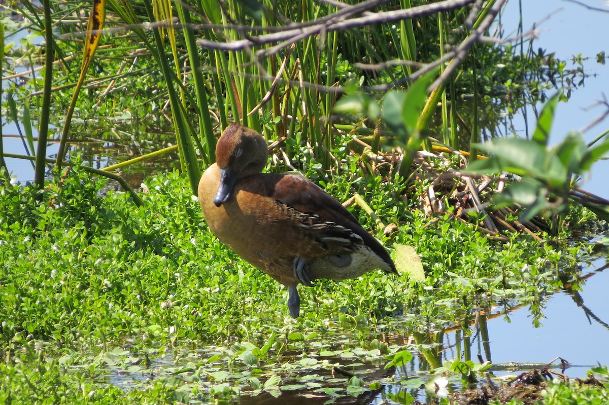 Fulvous Whistling-Duck - ML39389191