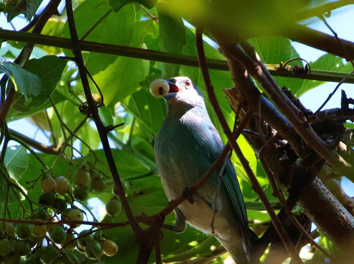 Glaucous Tanager - Margareta Wieser