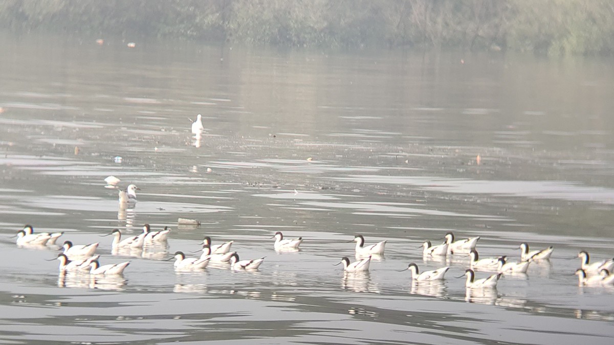 Pied Avocet - ML393893031