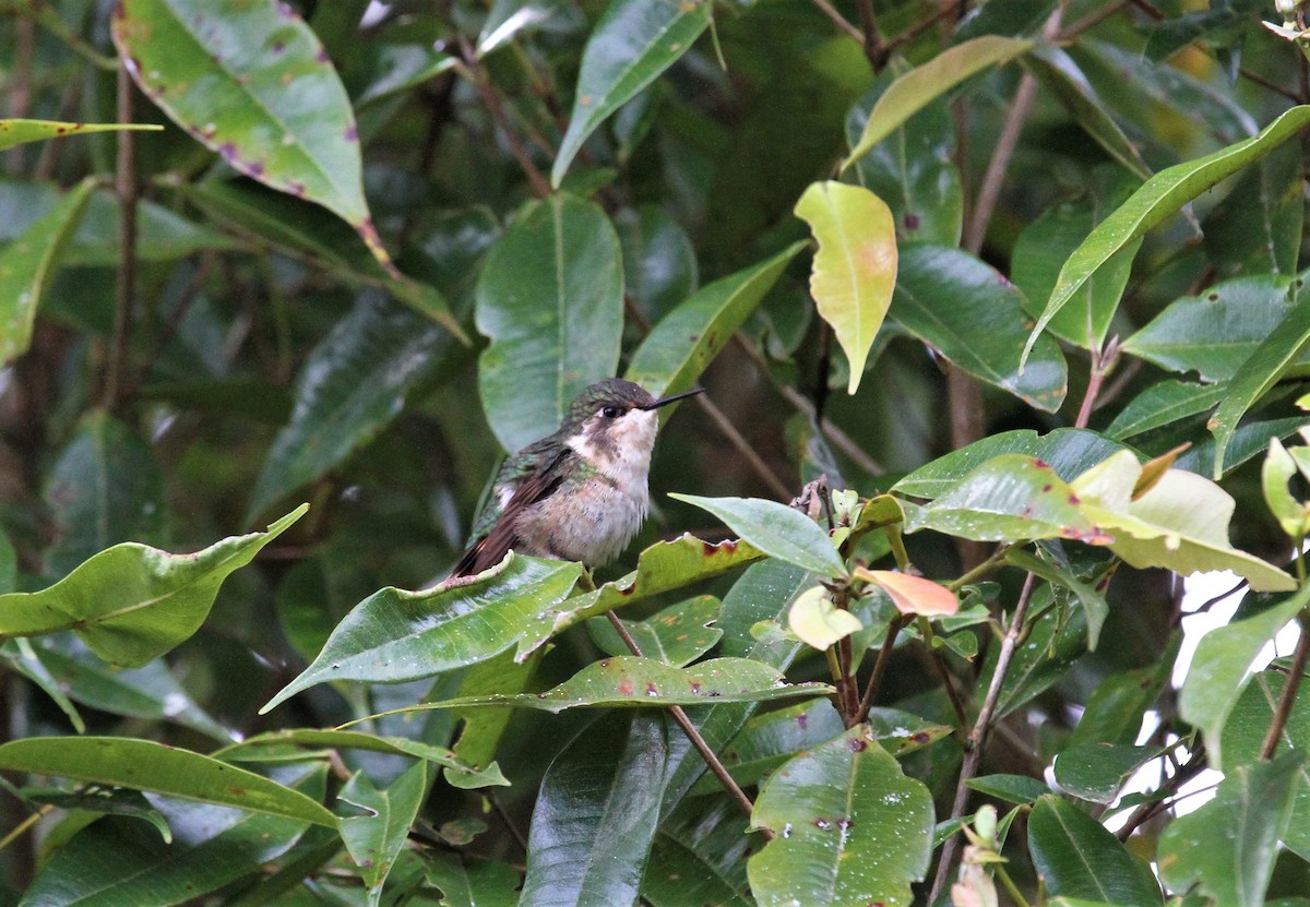 Gorgeted Woodstar - ML393893691