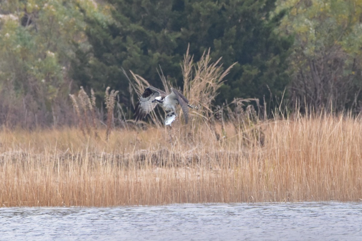 Osprey - Elliot Lee