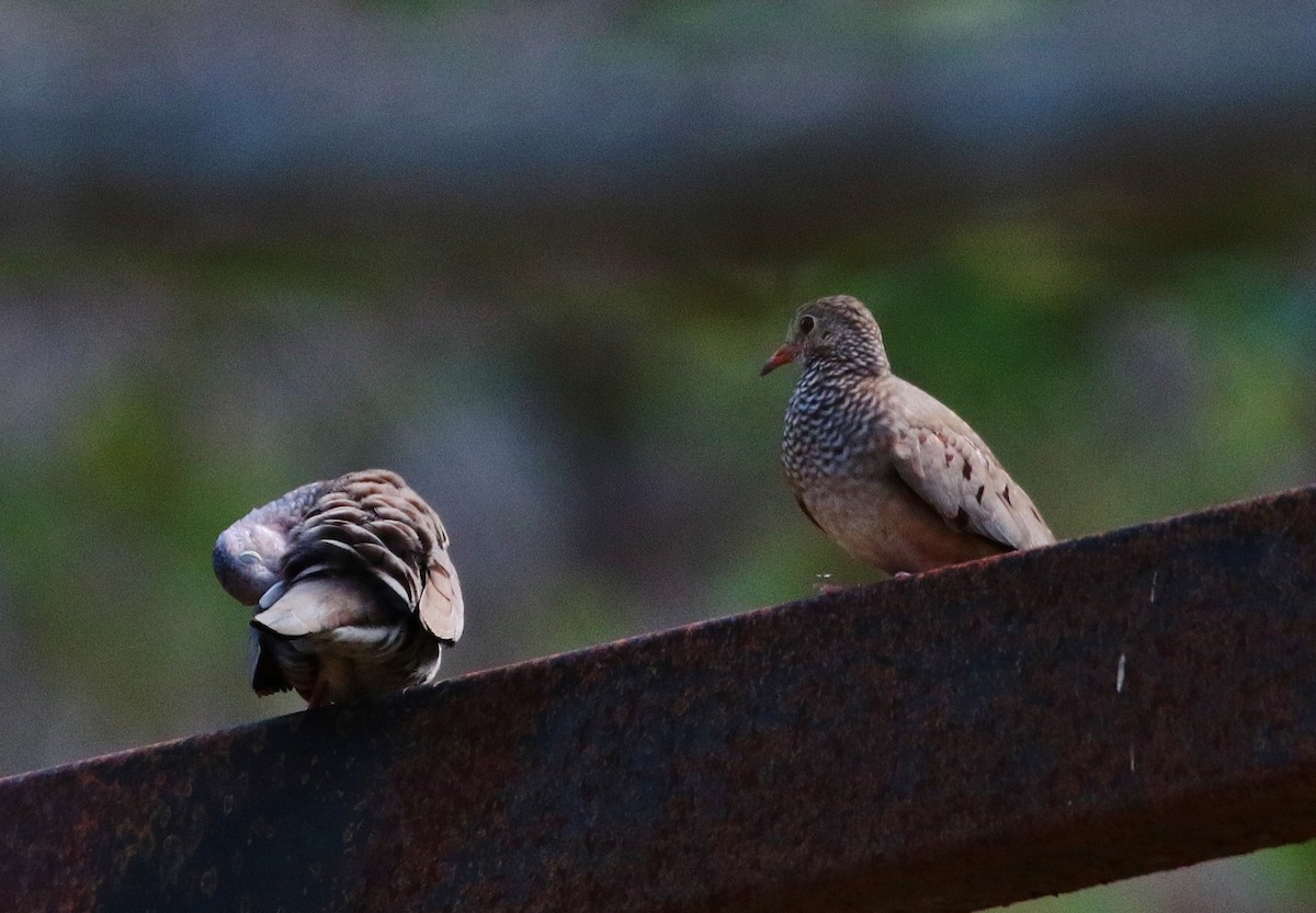 Common Ground Dove - Margareta Wieser