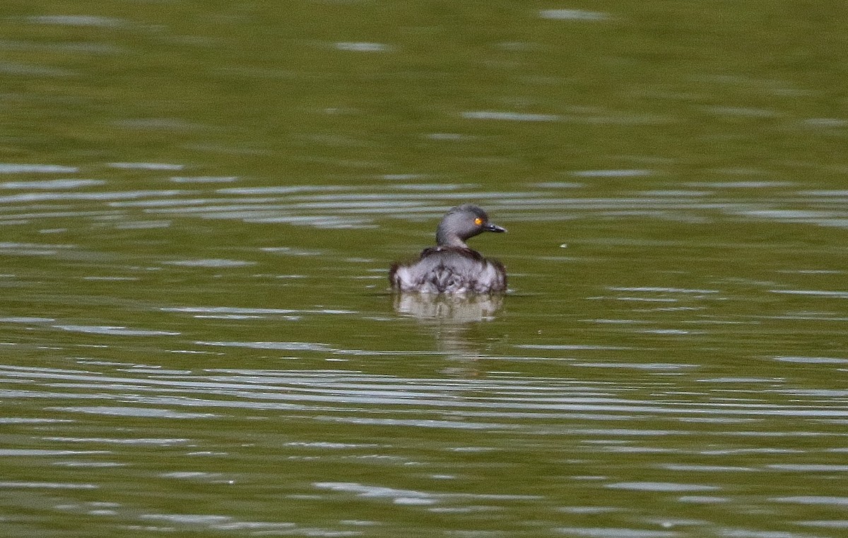 Least Grebe - Margareta Wieser