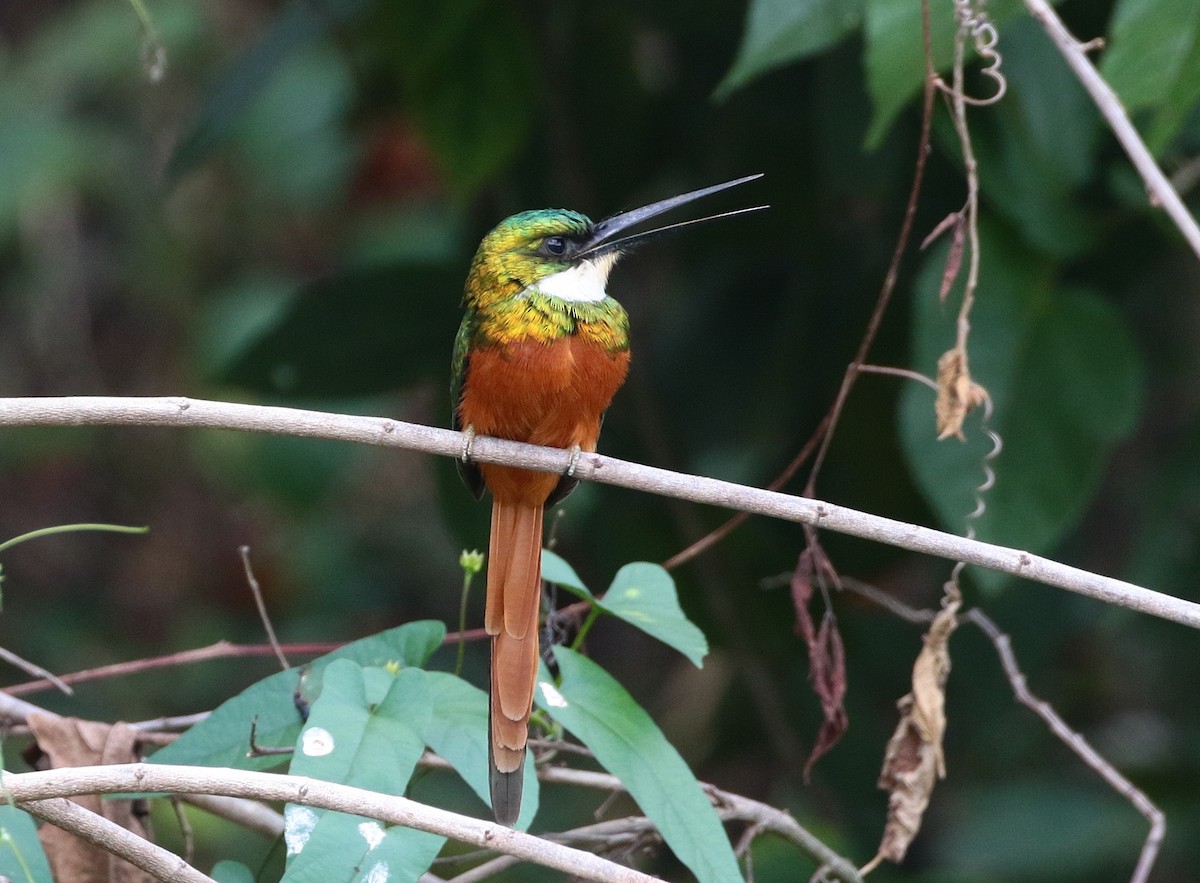 Jacamar à queue rousse - ML393895371