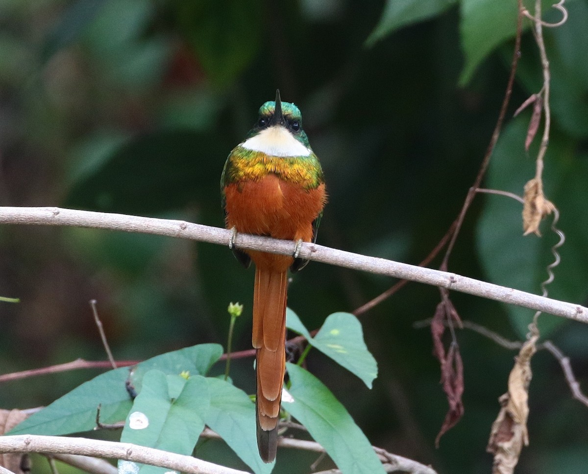 Rufous-tailed Jacamar - Margareta Wieser