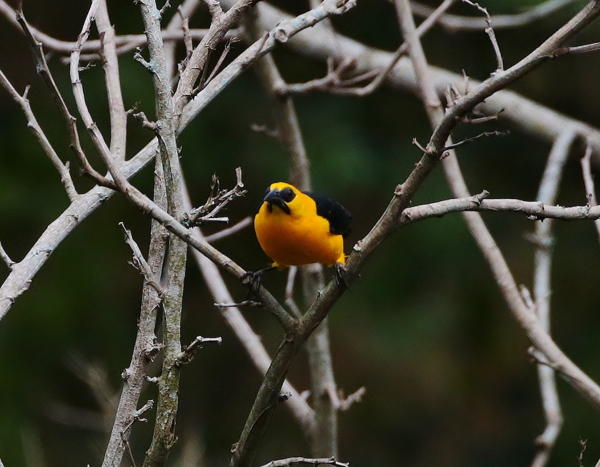 Oriole Blackbird - ML393896131