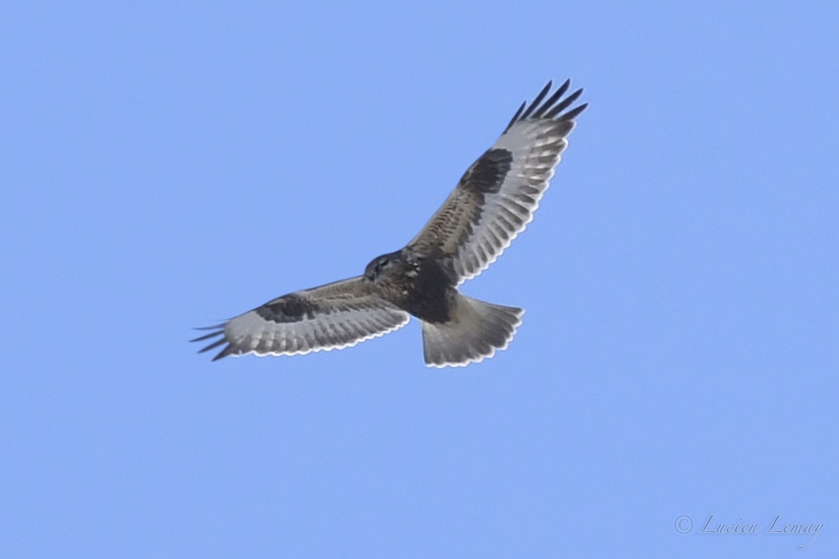 Rough-legged Hawk - Lucien Lemay