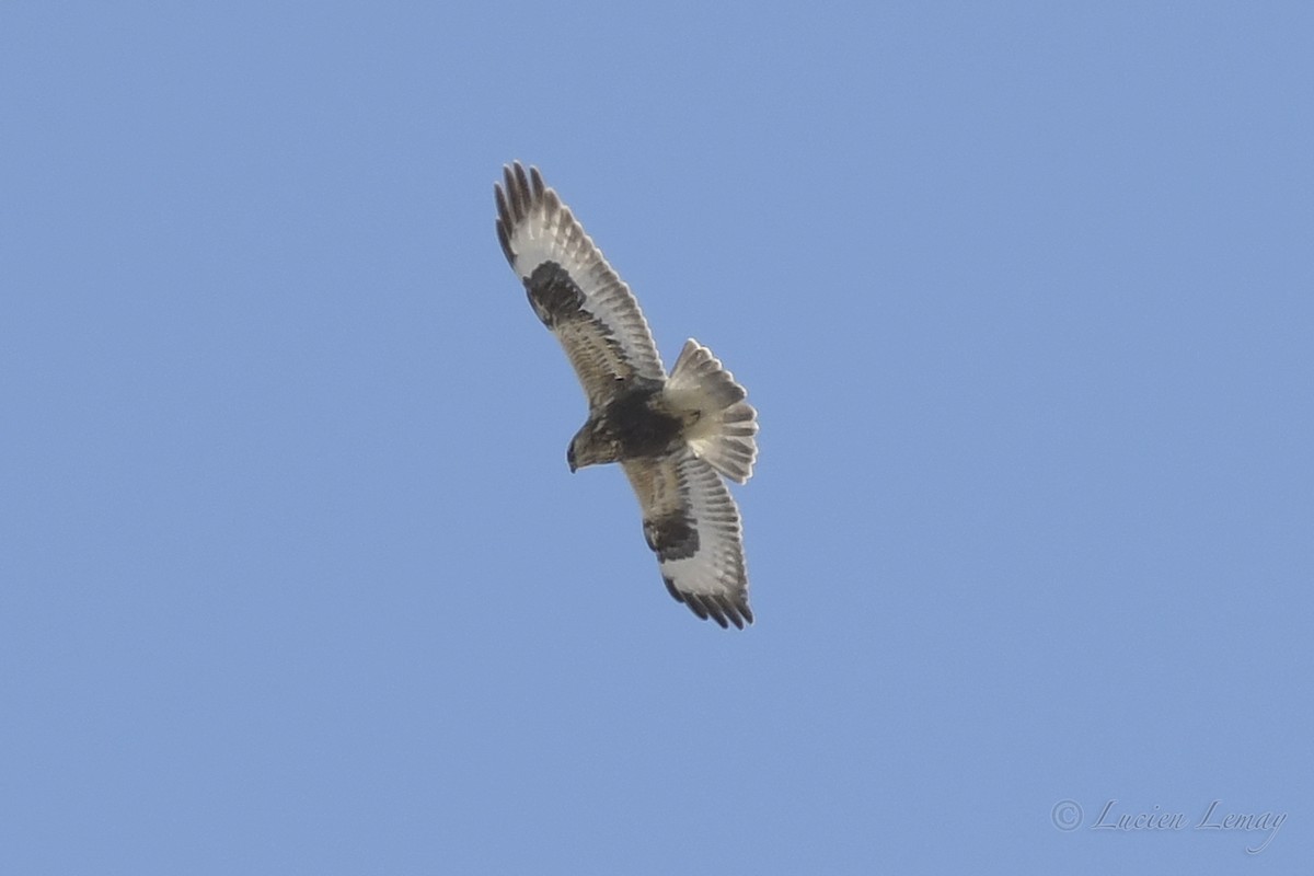 Rough-legged Hawk - ML393896631