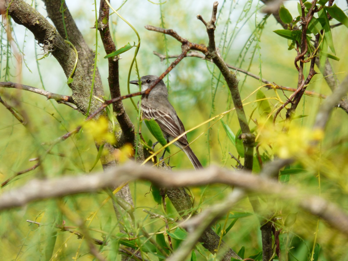 Suiriri Flycatcher - ML393897161