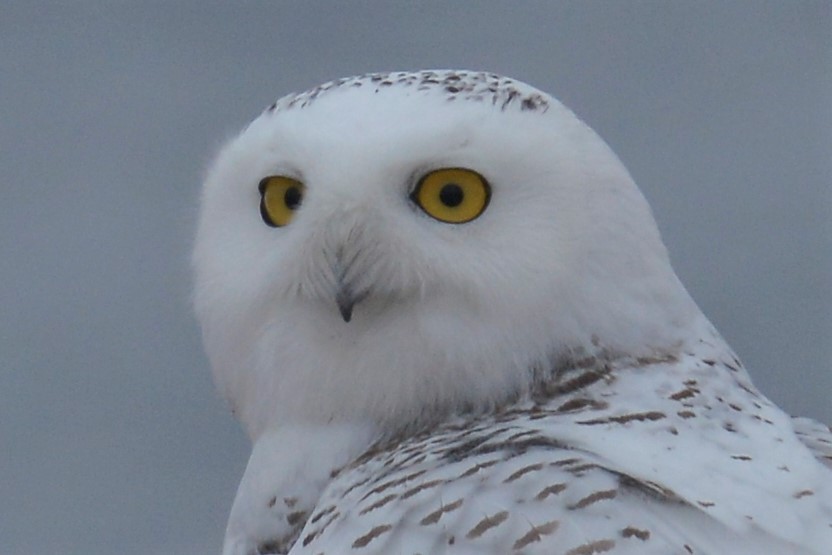 Snowy Owl - Brian Ahern-Wilson