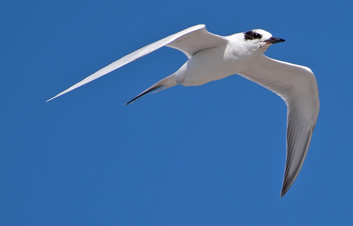 Forster's Tern - Kenneth Butler