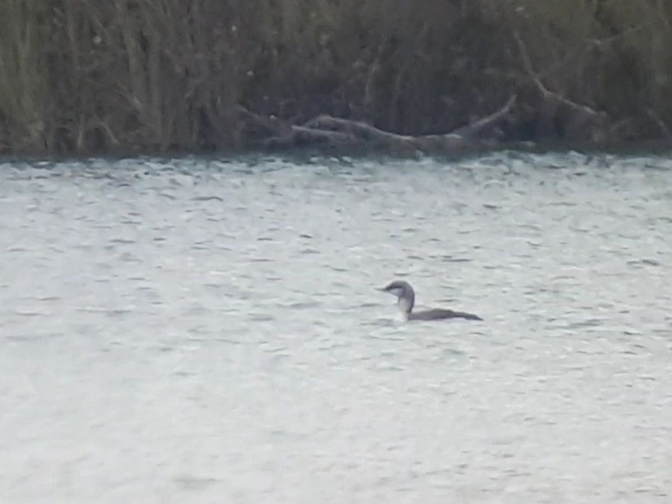 Red-throated Loon - Samuel Simpson