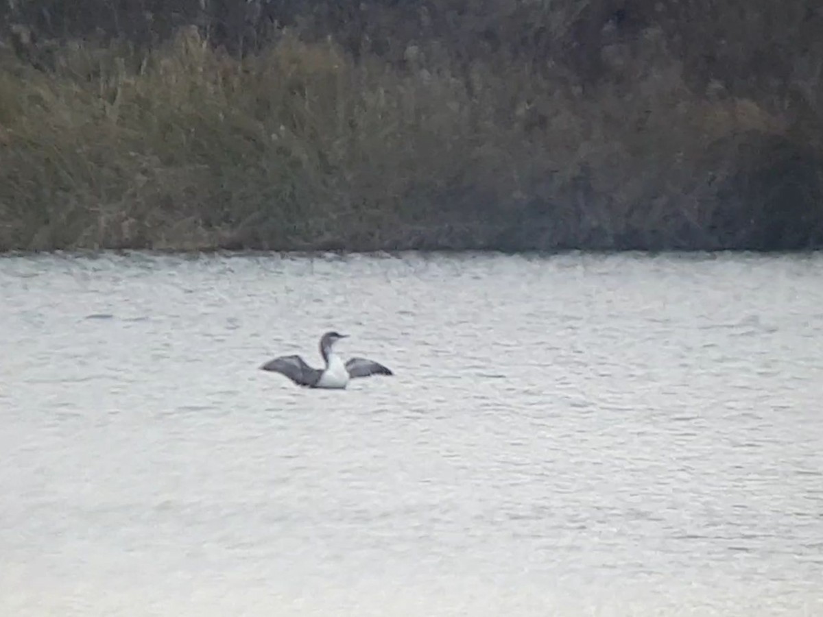 Red-throated Loon - Samuel Simpson