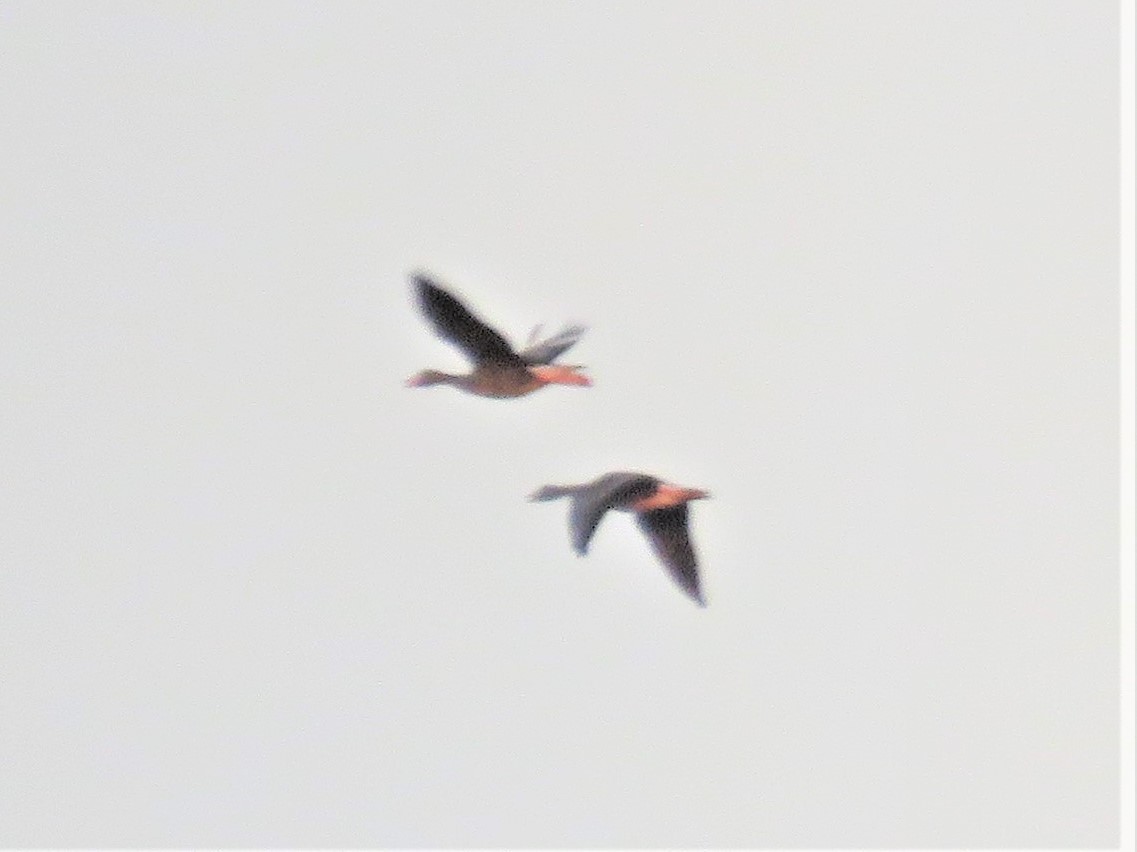 Greater White-fronted Goose - ML393900451