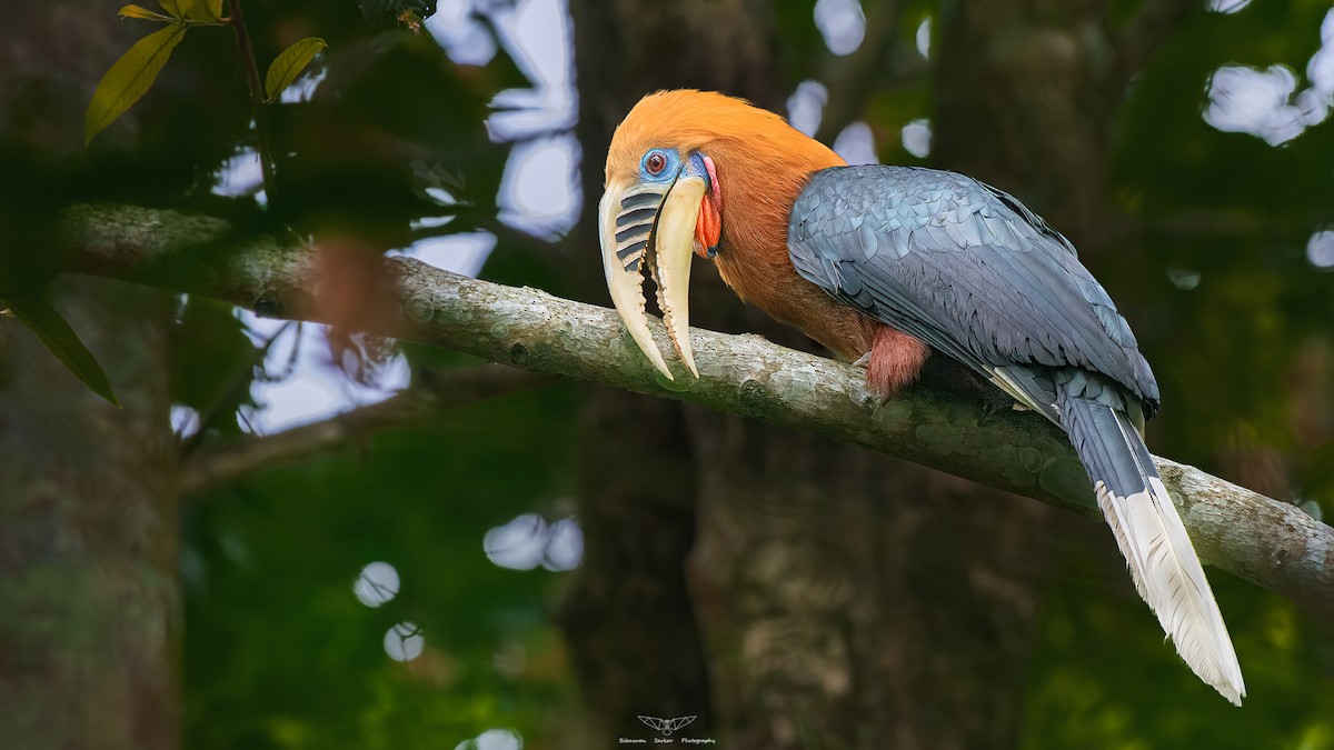 Rufous-necked Hornbill - Bibaswan Sarkar