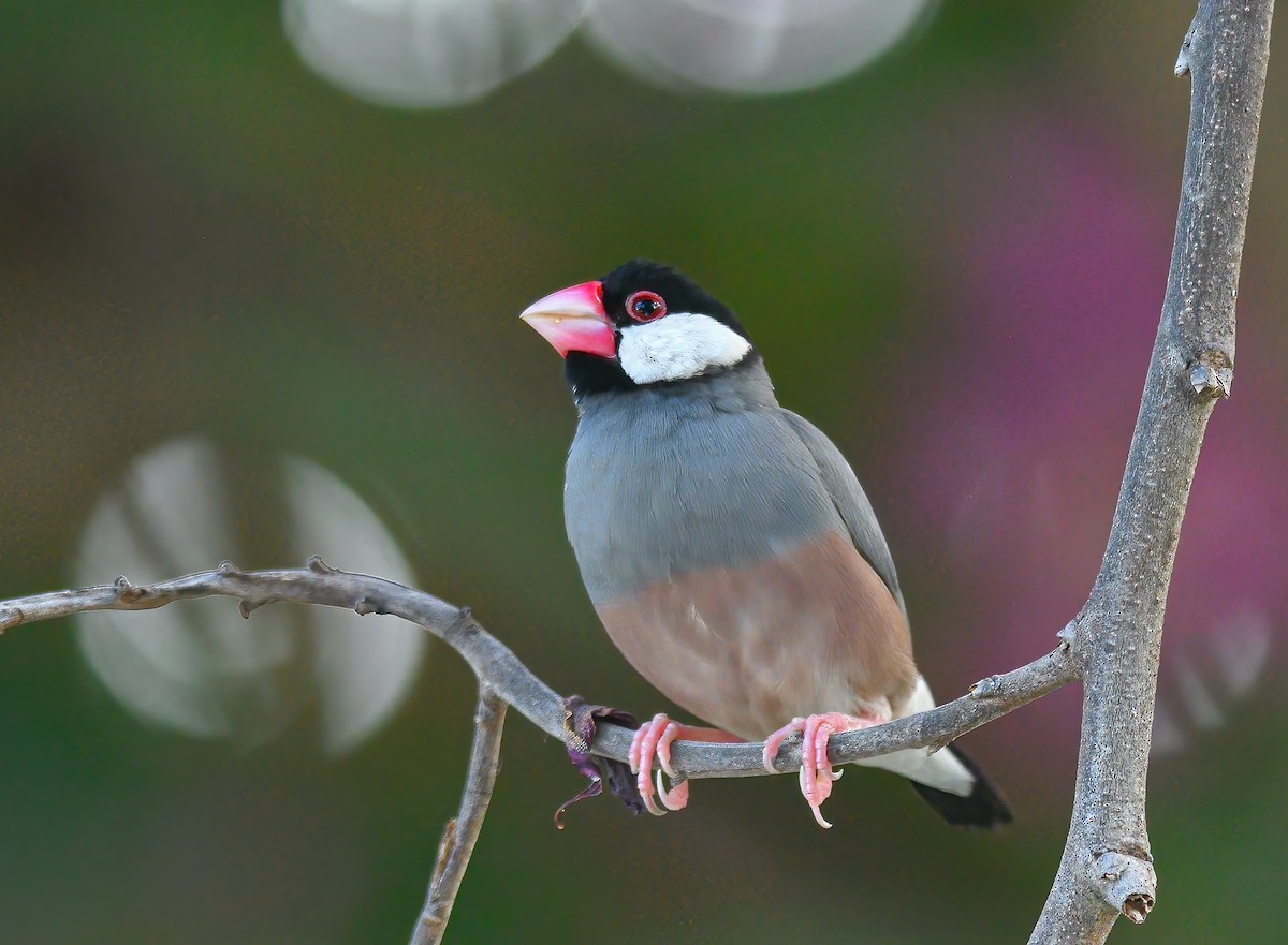 Java Sparrow - Jerry Ting