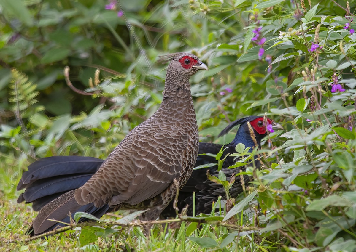 Kalij Pheasant - Jerry Ting