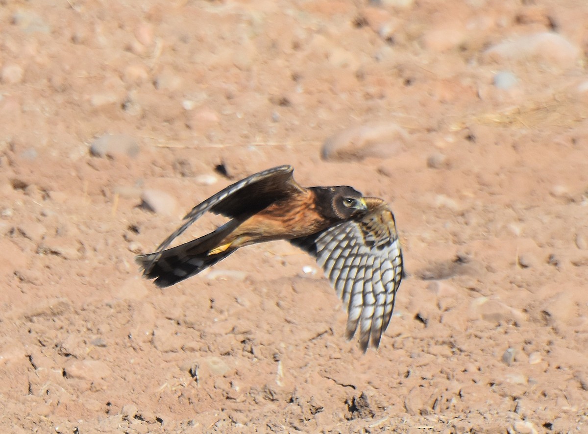 Northern Harrier - Carol Riddell