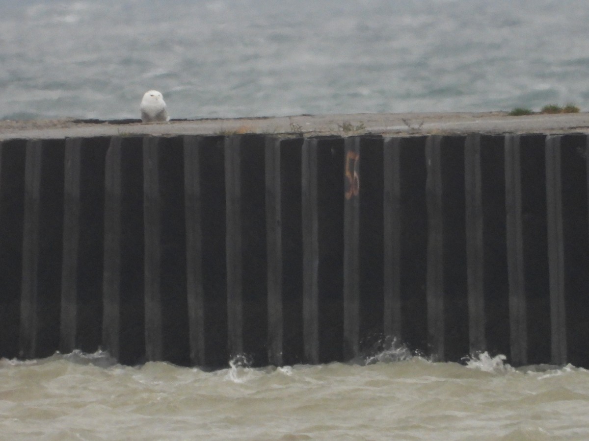 Snowy Owl - ML393904691