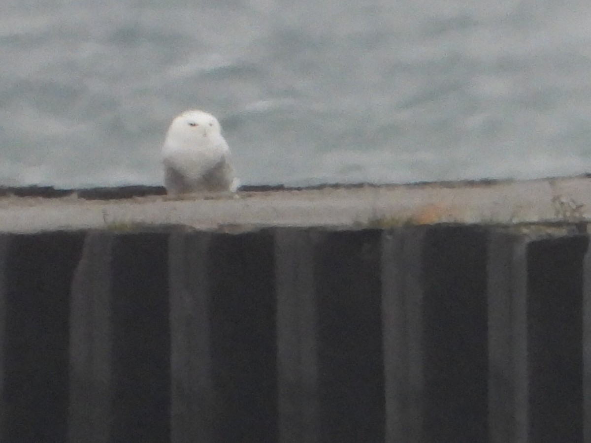 Snowy Owl - ML393904721