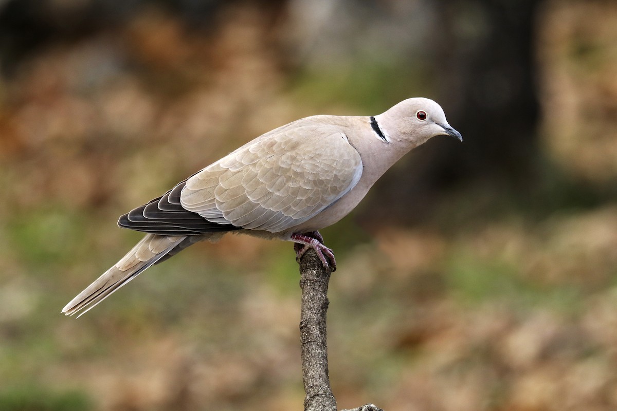 Eurasian Collared-Dove - Francisco Barroqueiro