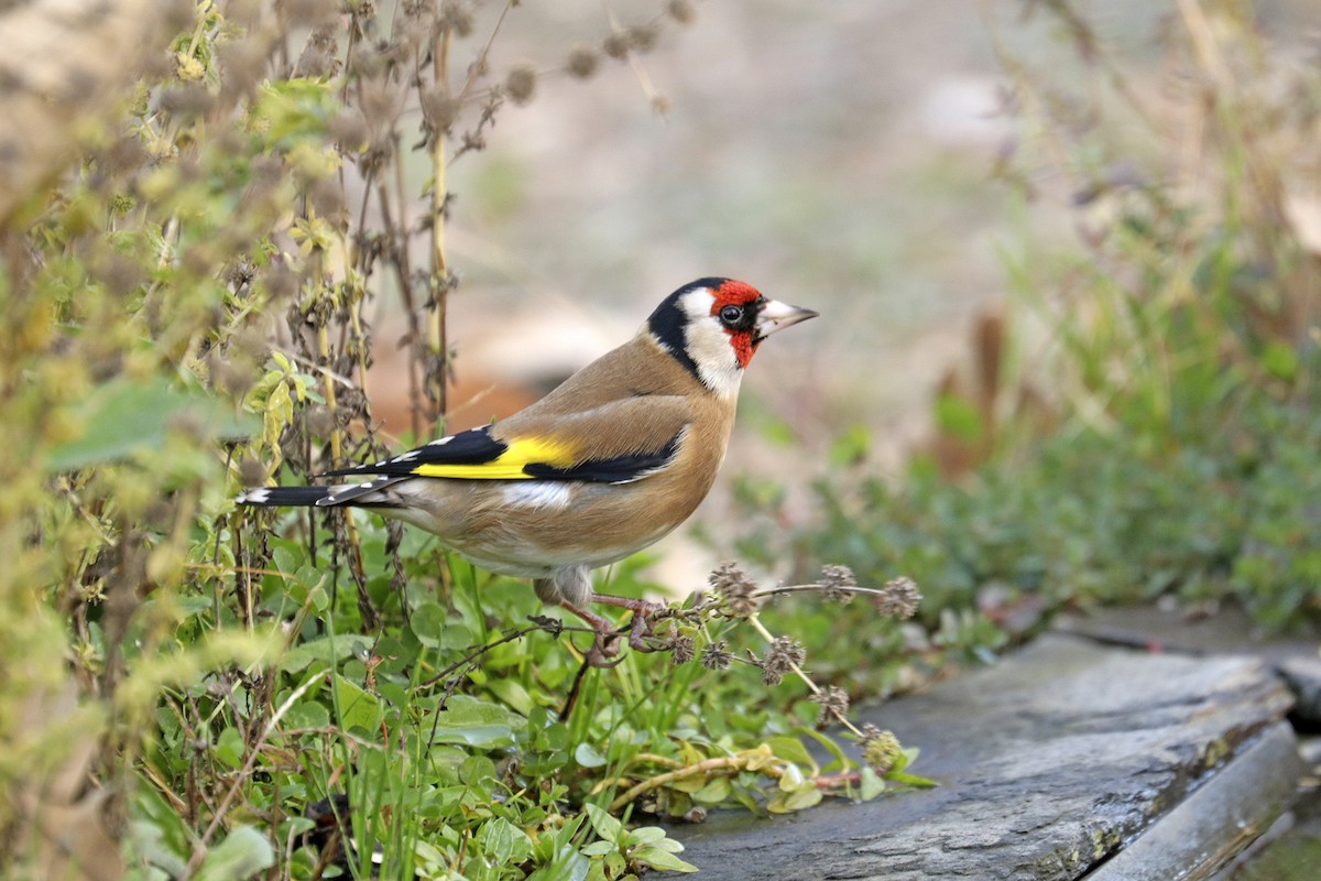 European Goldfinch - Francisco Barroqueiro