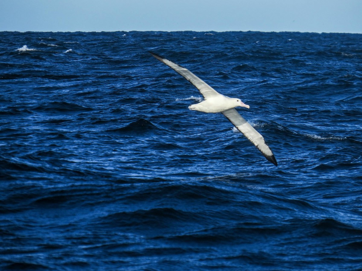 Northern/Southern Royal Albatross - ML393909181