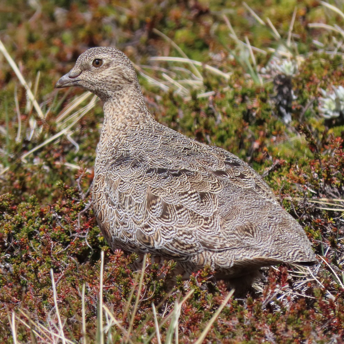 Rufous-bellied Seedsnipe - ML393909551