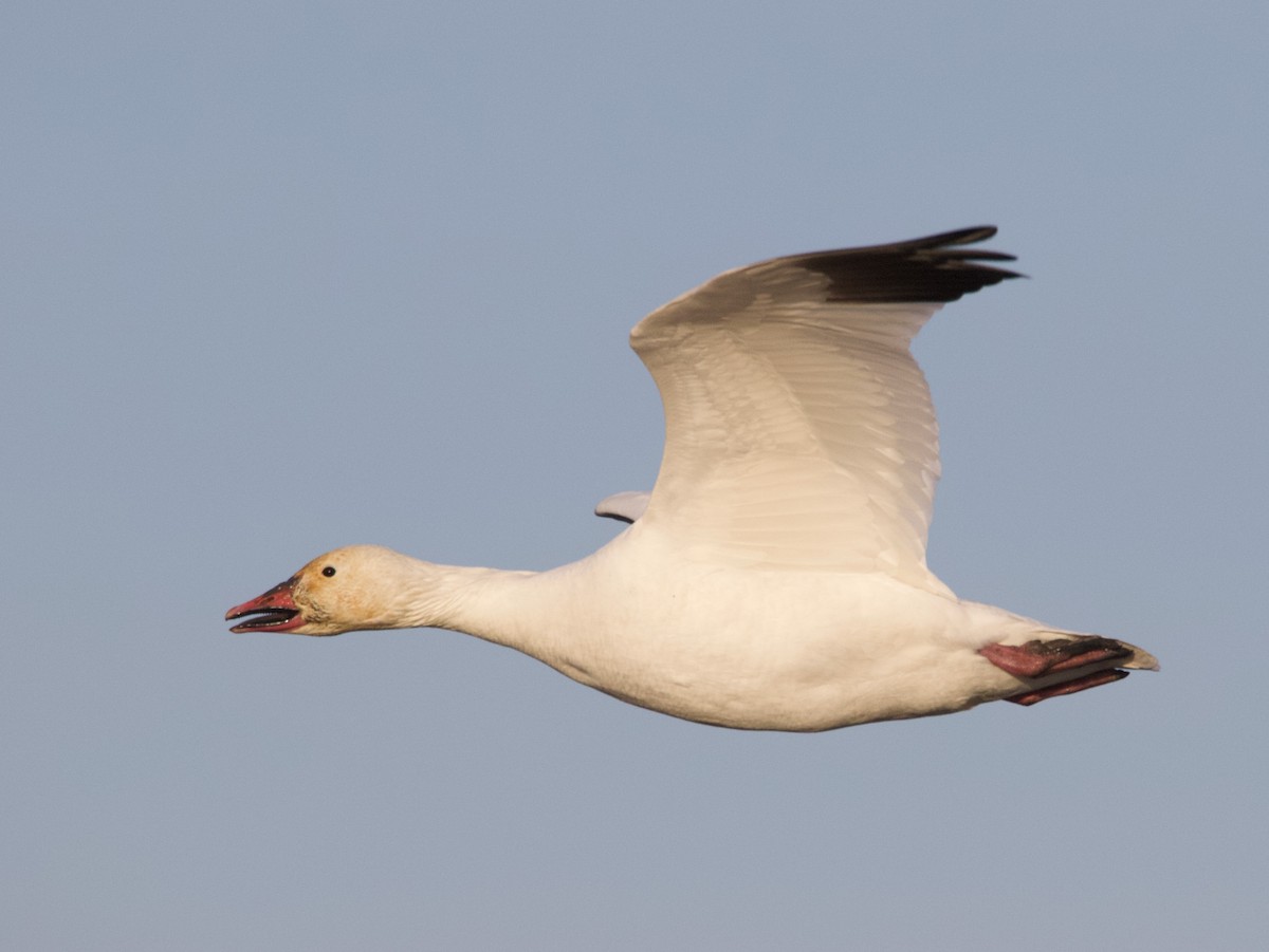 Snow Goose - Liam Ragan