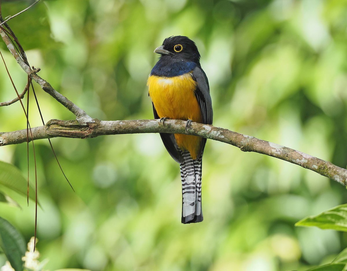 Gartered Trogon - ML393913561