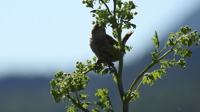 Grass Wren - ML393914601