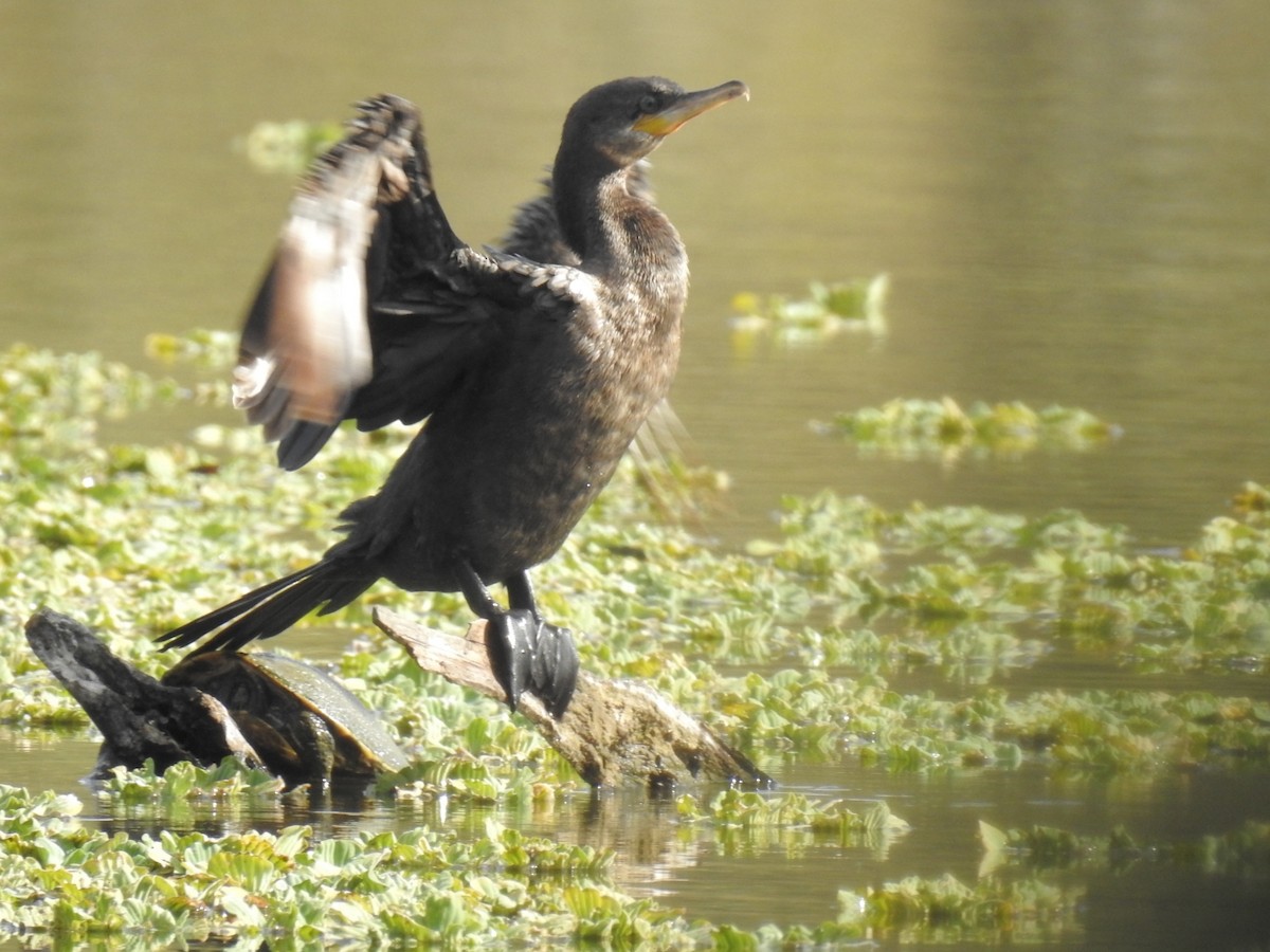 Neotropic Cormorant - ML393915241