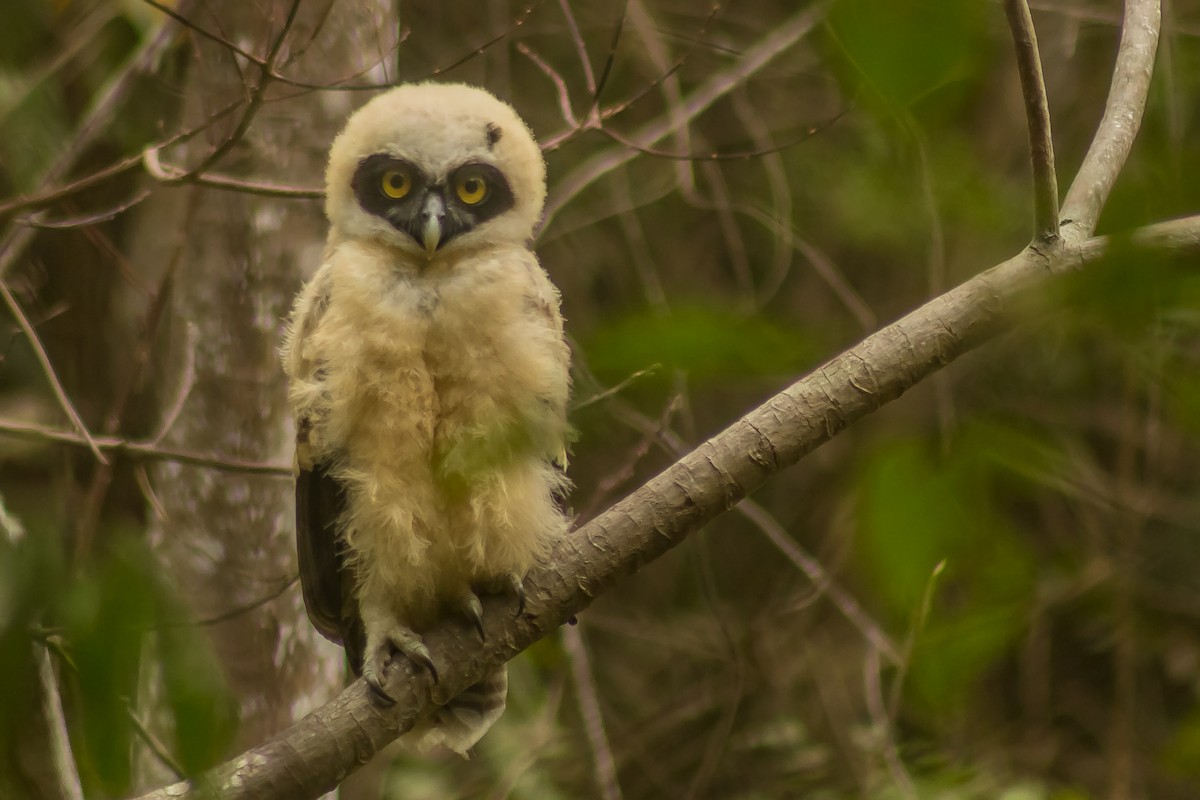 Spectacled Owl - ML393916811