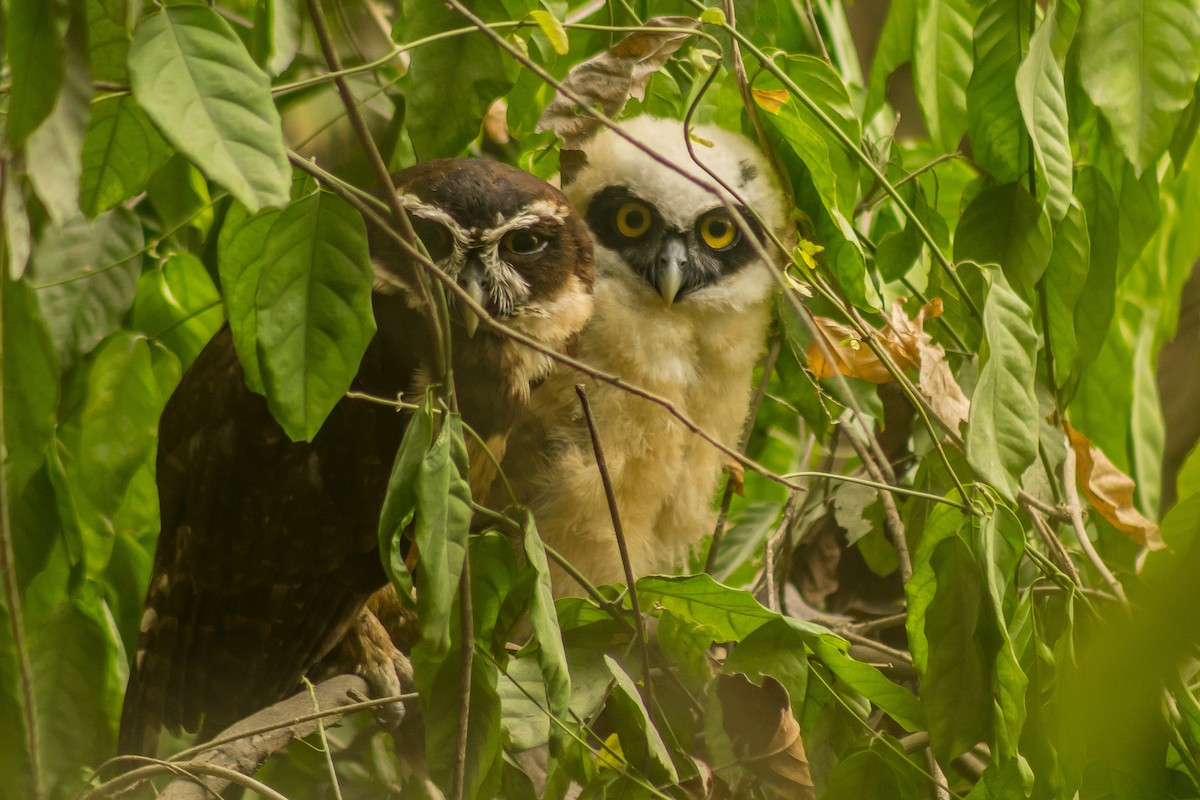 Spectacled Owl - ML393916831
