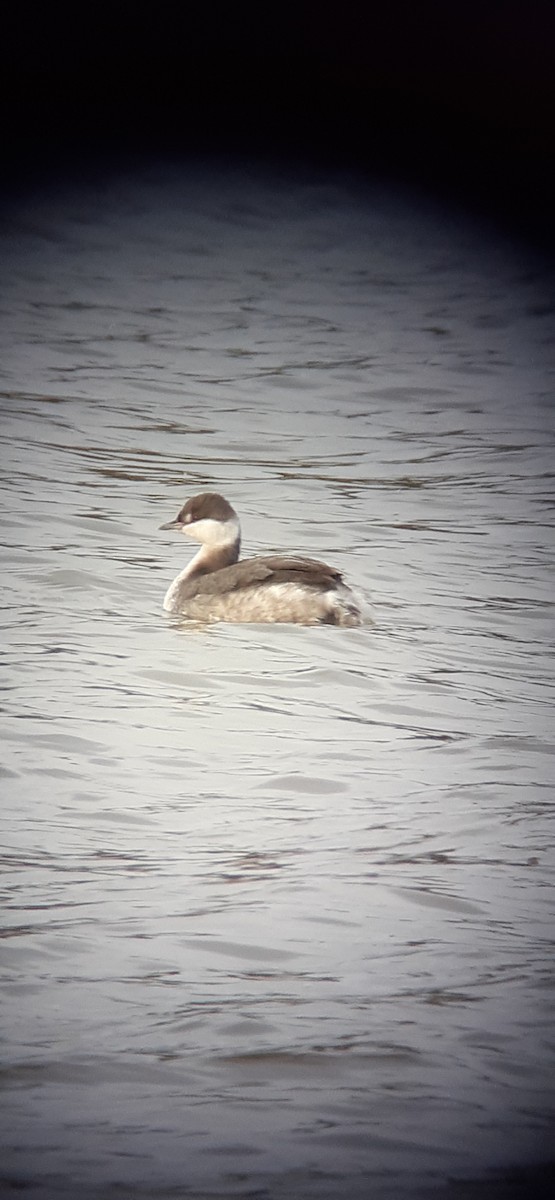 Horned Grebe - ML393916941