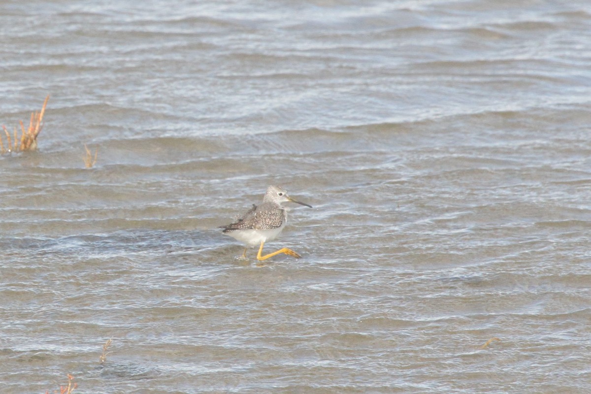 Lesser Yellowlegs - ML393917141