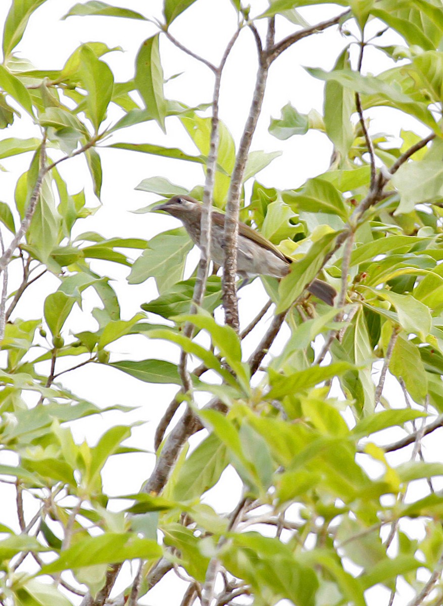 Silver-eared Honeyeater - ML393917191