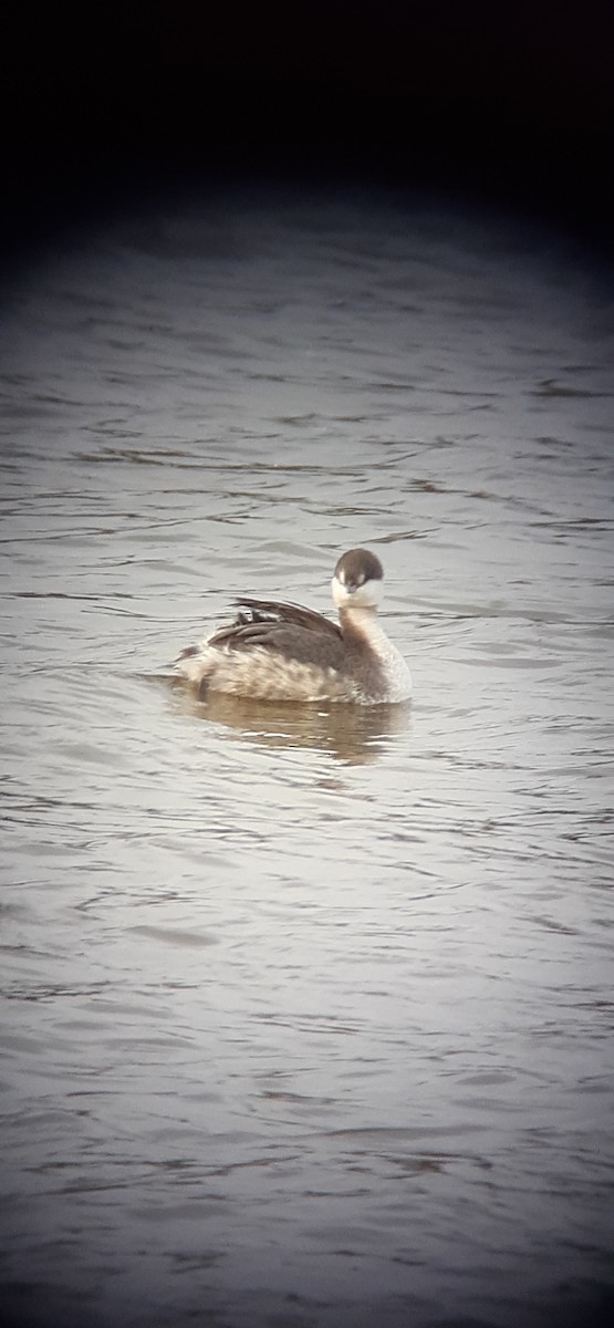 Horned Grebe - ML393917261