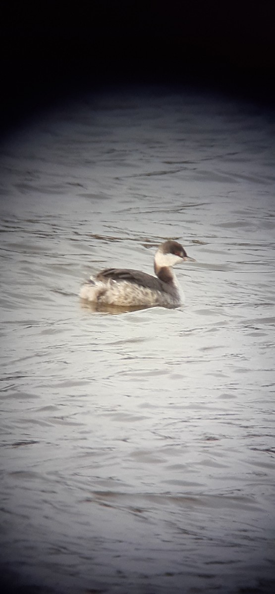 Horned Grebe - ML393917561