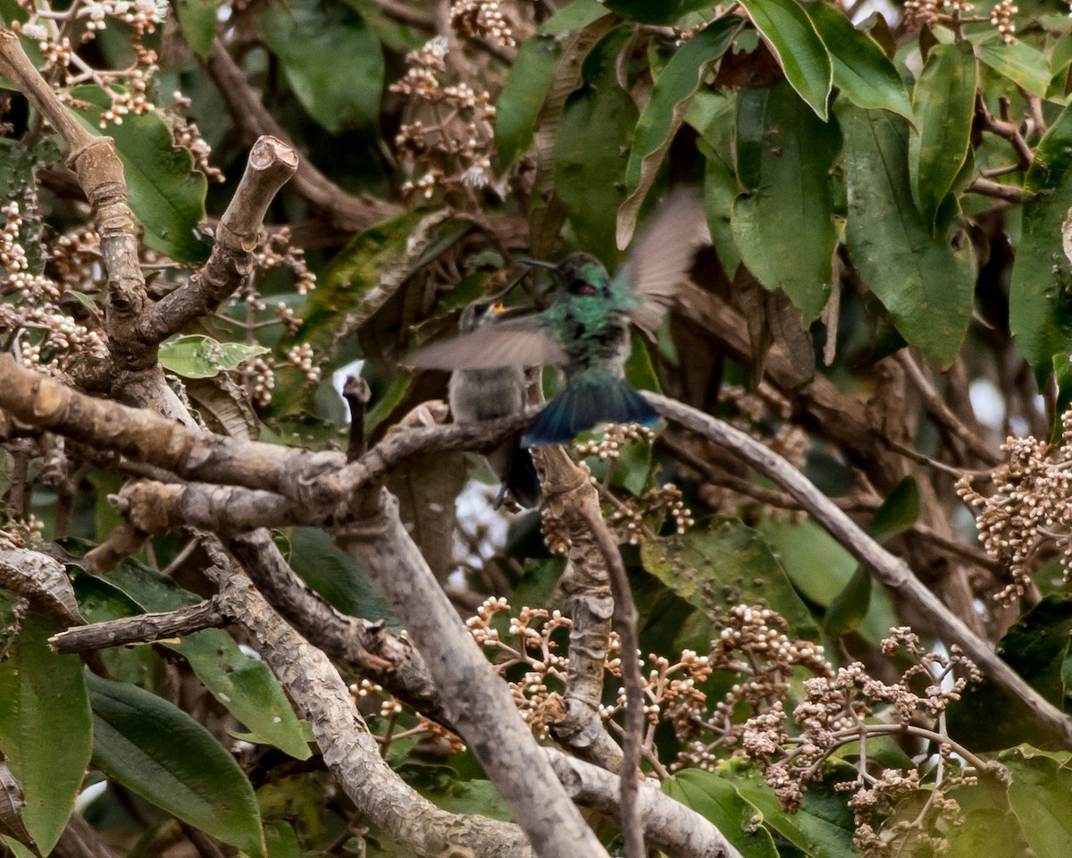 White-vented Violetear - ML39391771