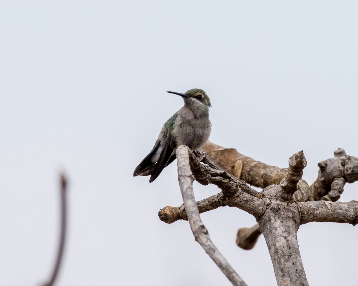 White-vented Violetear - Hank Davis