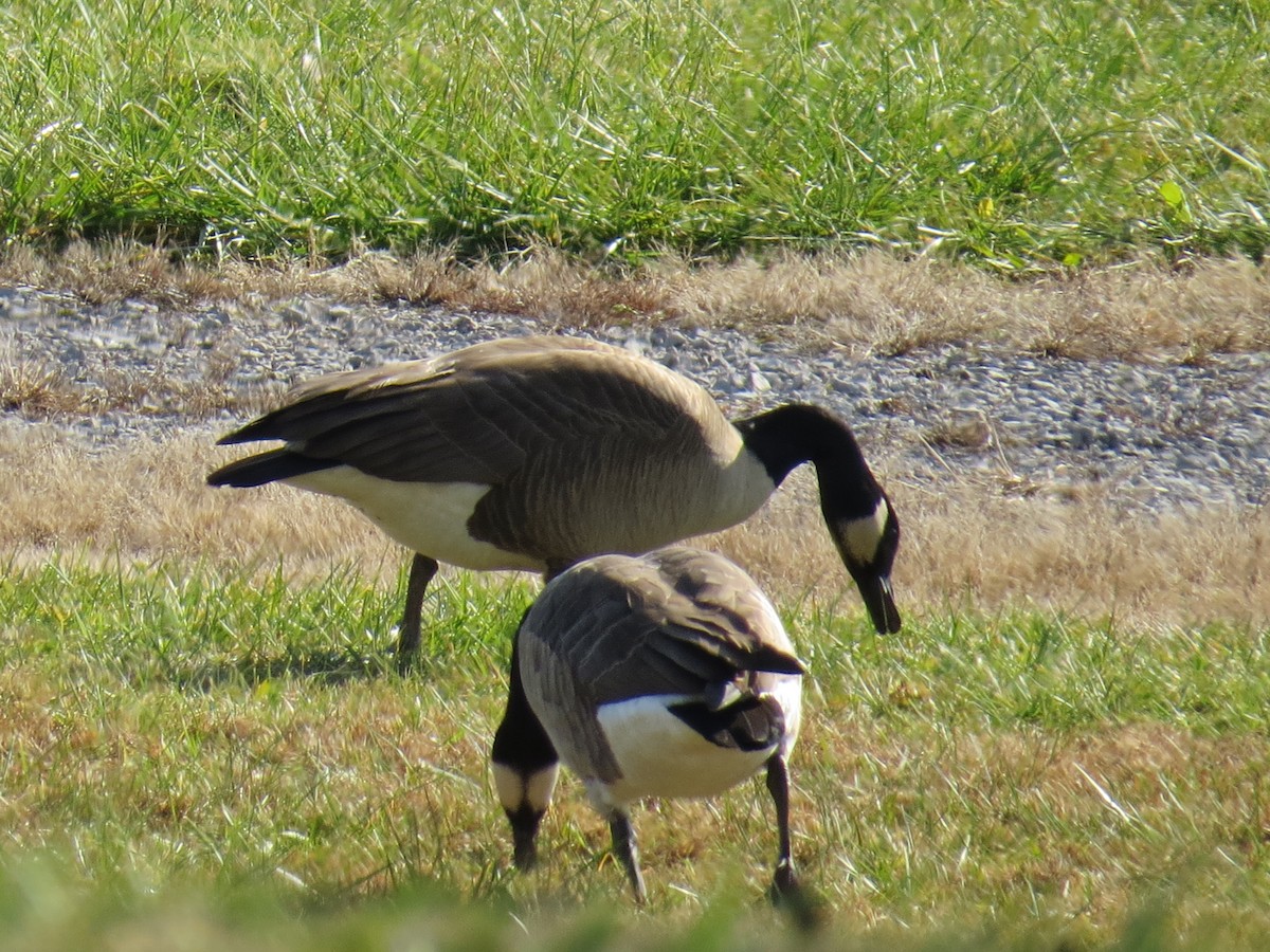 Canada Goose - ML393917951