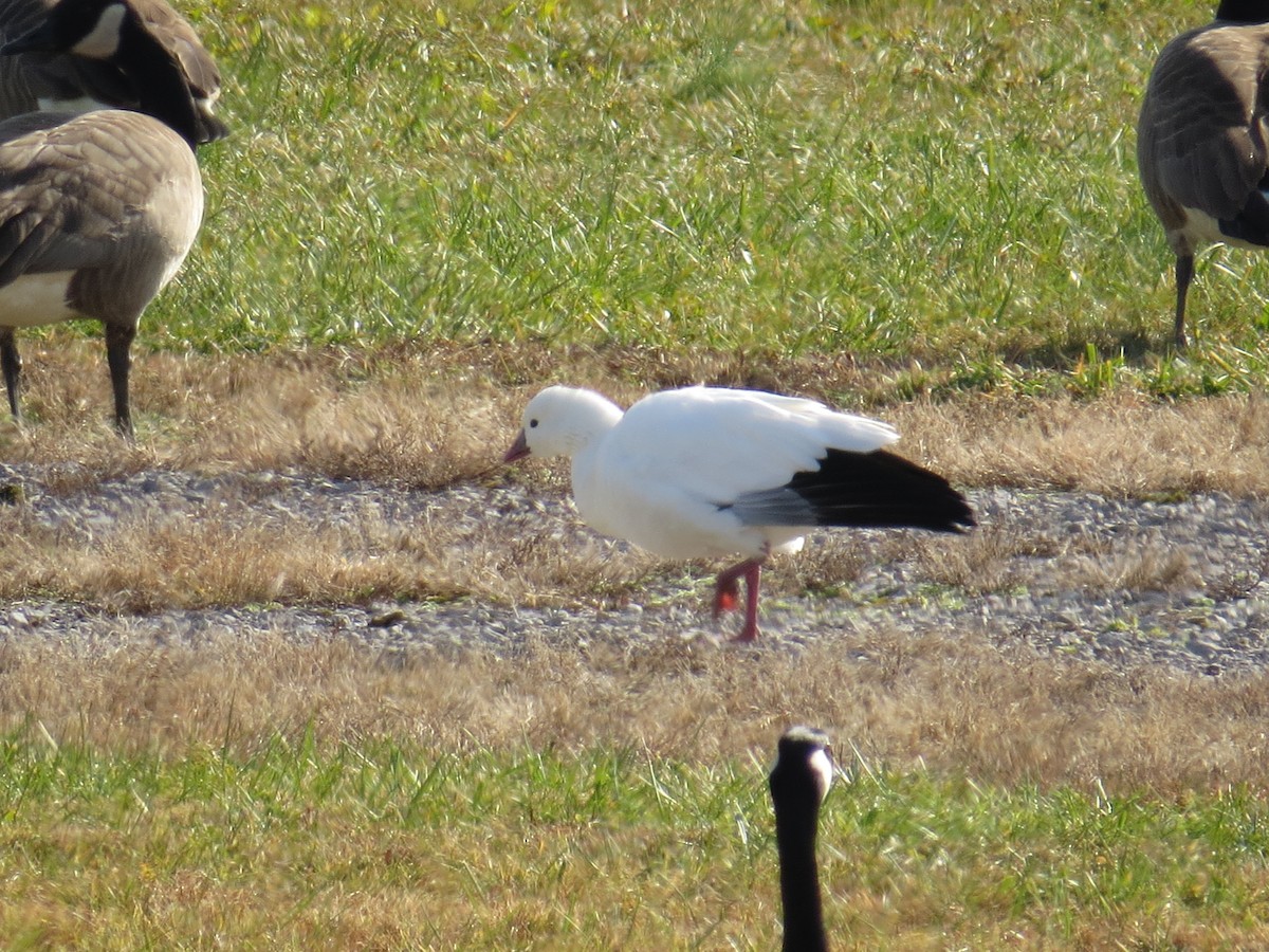 Ross's Goose - ML393918051