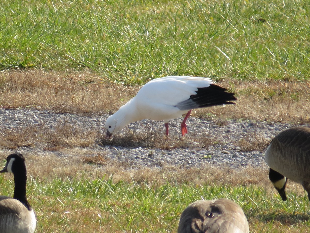 Ross's Goose - ML393918181