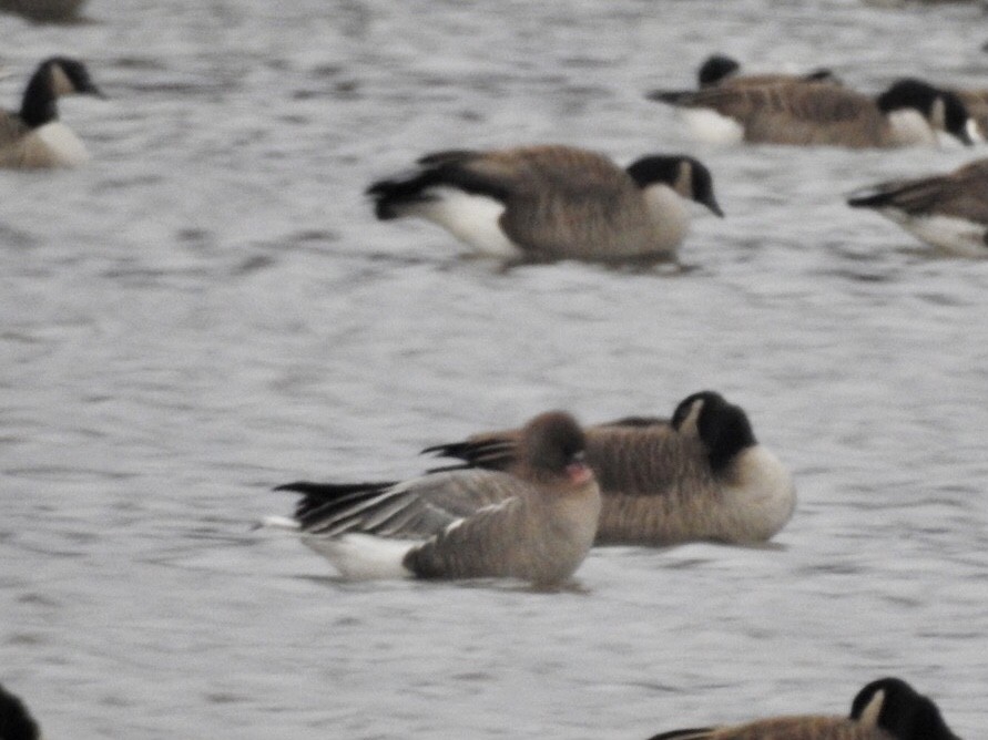 Pink-footed Goose - ML393918921