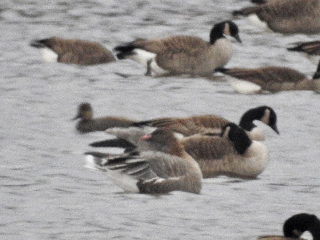 Pink-footed Goose - ML393918941