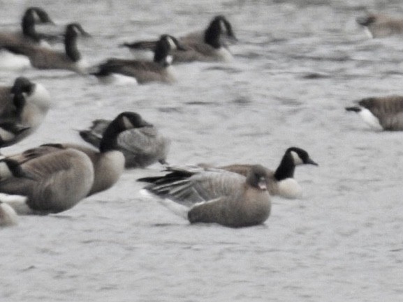 Pink-footed Goose - ML393918951