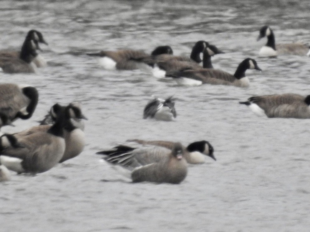 Pink-footed Goose - ML393918961