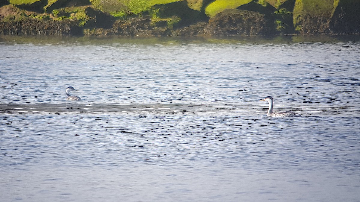 Clark's Grebe - ML393921001